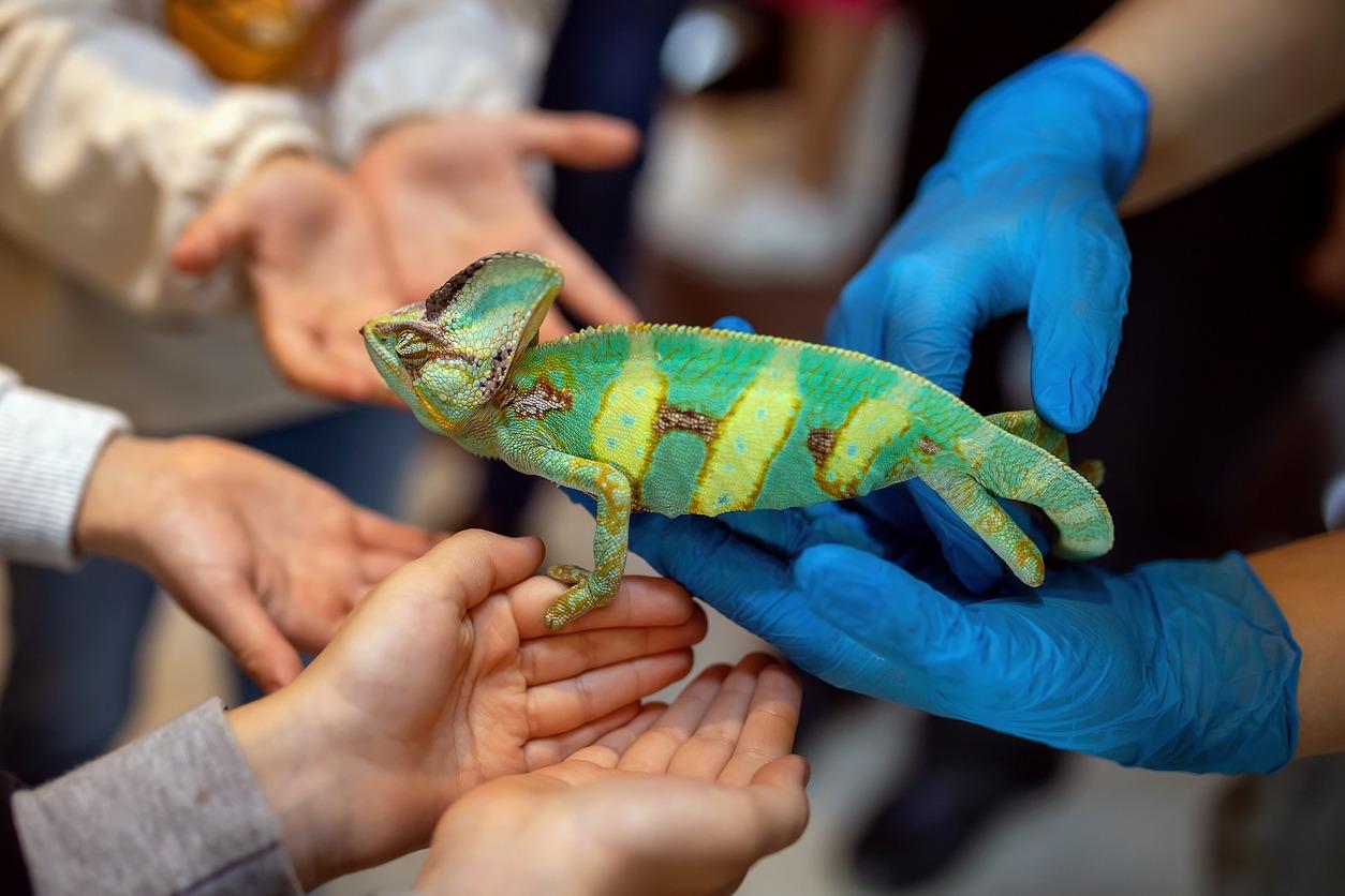 Chameleon during reptile show