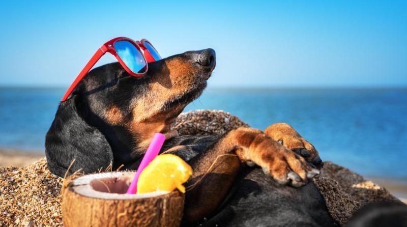 dog on the beach with sunglasses on
