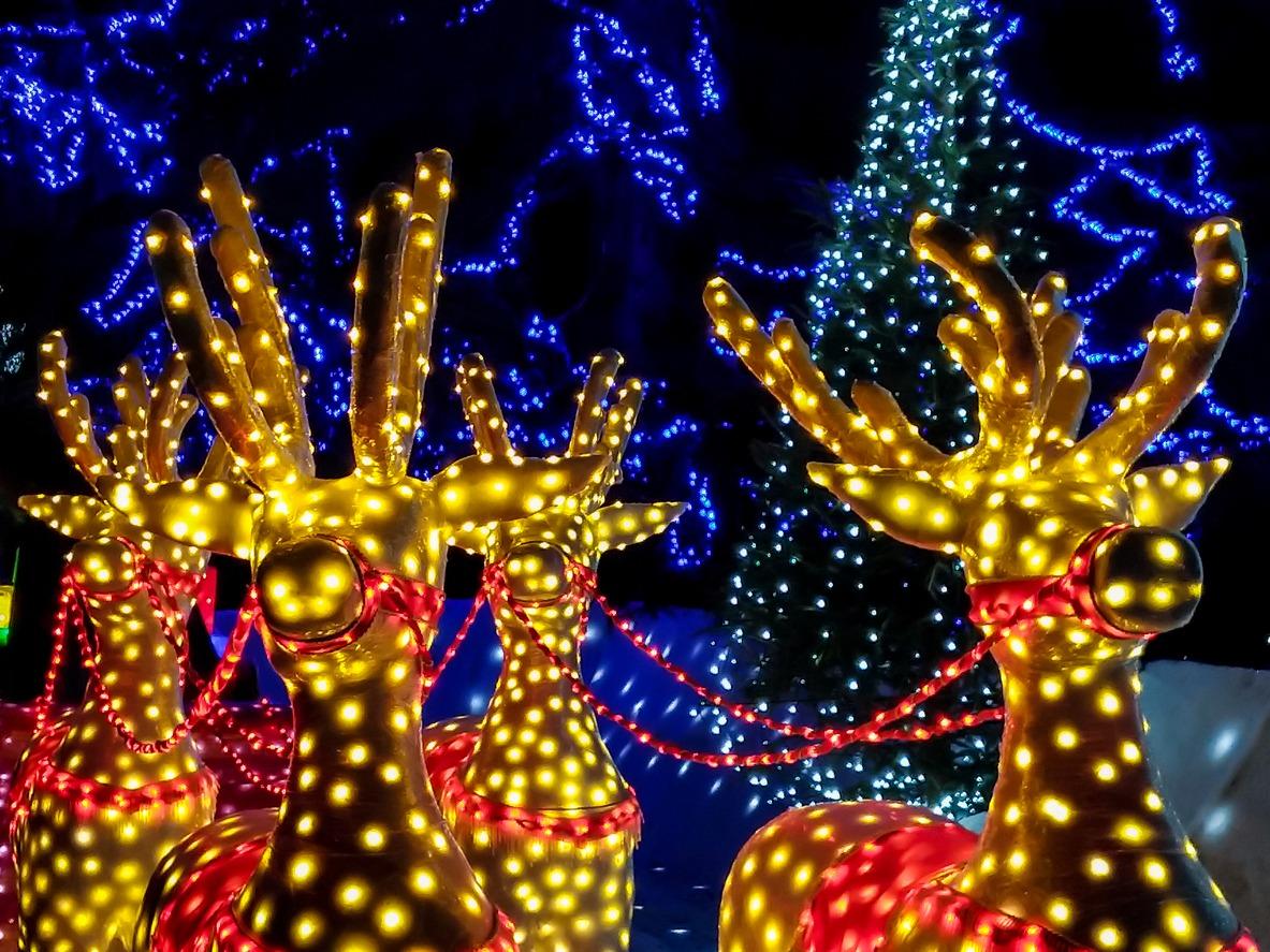 Christmas lights of reindeers